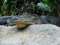 Loro Park / Alligator