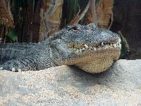 Loro Park / Alligator